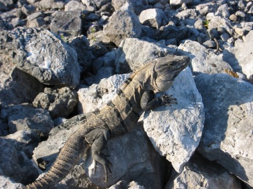 Lizard